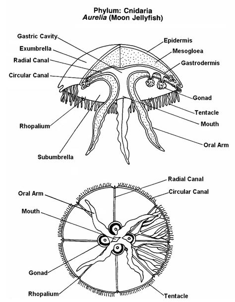 Jelly Fish Anatomy, Jellyfish Diagram, Medusa Tentacles, Jellyfish Anatomy, Jellyfish Png, Jellyfish Quotes, Oceanography Marine Biology, Jellyfish Facts, Jellyfish Illustration