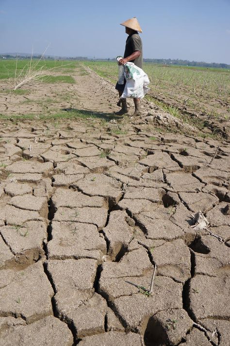 Clever Business Cards, Conceptual Photo, Agricultural Land, Flood Damage, Central Java, Environmental Issues, Editorial Photography, Farmer, Water