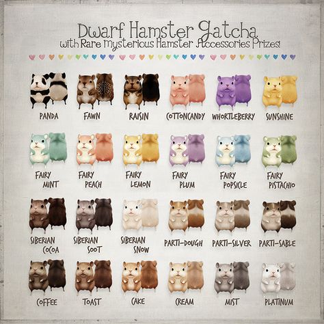 Dwarf Hamster Gacha Color Chart Hamster Breeds Chart, Hamster Colors, Second Life Cc, Chinese Hamster, Roborovski Hamster, Hamster Breeds, Hamster Ideas, Hamster Accessories, Hamster Names