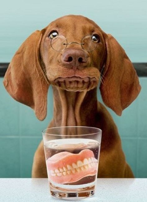 How to brush your dog’s teeth Kusadasi, Love My Dog, Hot Lingerie, Seriously Funny, Old Dogs, Funny Animal Pictures, Funny Cards, Bones Funny, Dog Pictures