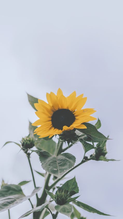 Sunflower Plant, C Wallpaper, Pictures Flowers, Beautiful Sunflowers, Yellow Petals, Flower Sunflower, Garden Diary, Garden Calendar, Garden Posts