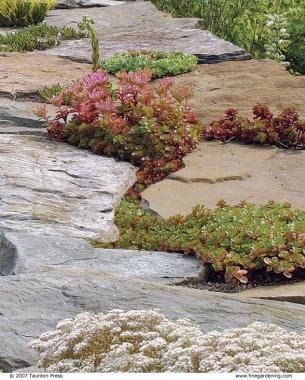 Creeping Sedums --- Cracks and crevices Soften the hard edges of rock walls or stepping stones. Sedums, such as S. spurium ‘Fuldaglut’, grow with almost no soil within crevices of a stone wall or between stepping stones (third photo, below). Use established small seedlings, also known as plugs, and mix in a bit of fine gravel and soil. Creeping Sedum, Sedum Ground Cover, Sedum Garden, Natural Playground Ideas, Succulent Rock Garden, Scenic Painting, Garden Succulents, Landscaping Projects, Florida Garden