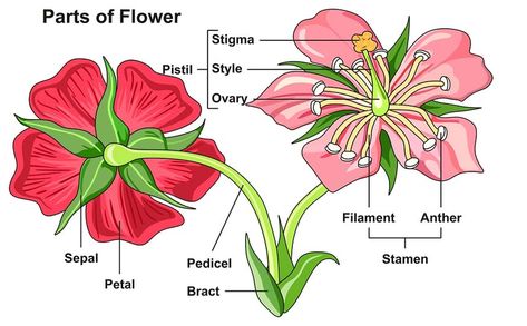 Morphology of Flower: Flower Structure, Parts, Videos, Solved Examples Flower Definitions, Flower Science, Flower Anatomy, Tattoos Butterfly, Flower Structure, Parts Of A Flower, Plant Science, Parts Of A Plant, Simple Flower