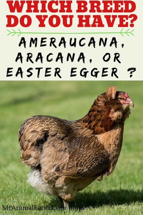 Identifying chicken breeds can be important if you have certain qualities you want in your flock. Ameraucana, Aracana, and Easter Egger chickens are often confused for one another. Use this guide to tell which you have by looking at qualities such as if egg color is blue or green.  #raisingchickens #homesteadanimals #homesteadlife Easter Egger Chickens, Easter Egger Rooster, Easter Egger Chicken Eggs, Americauna Chickens, Americana Chickens, Araucana Chickens, Chicken Egg Colors, Ameraucana Chicken, Easter Egger Chicken