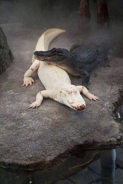 Black & White (Albino) Alligators black and white animals nature wildlife alligator albino Albino Animals, Rare Animals, Crocodiles, Reptiles And Amphibians, On The Ground, Animal Planet, The Animals, Exotic Pets, Nature Animals