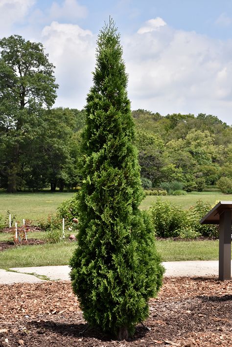 North Pole Arborvitae, Planting Green Giant Arborvitae, Holmstrup Arborvitae, Arborvitae Green Giant, Giant Arborvitae, Eastern White Cedar, Thuja Occidentalis, Arborvitae Tree, Low Maintenance Shrubs