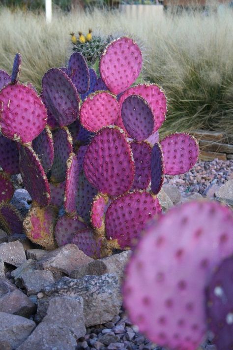 Purple Prickly Pear, Purple Cactus, Crazy Houses, Cactus Planta, Weird Plants, Plants Decor, Desert Garden, Agaves, Desert Plants