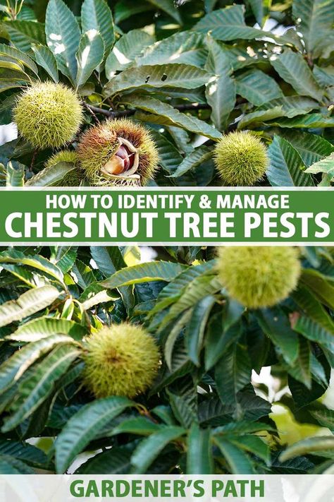 A close up vertical image of unripe chestnuts growing on the tree. To the center and bottom of the frame is green and white printed text. Garden Pests Identification, Apple Tree From Seed, Orchard Design, Chestnut Tree, Types Of Fungi, Succulent Planter Diy, Farm Projects, Chestnut Trees, Potted Trees