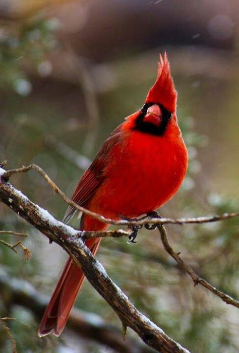 Beautiful Red Robin, My Good Luck Charm!!! Red Robin Bird, Cardinal Birds Art, Wild Birds Photography, Starved Rock, Different Types Of Animals, Northern Cardinal, Red Robin, Robin Bird, Conference Center