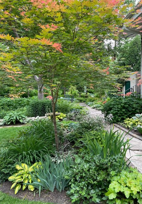 Gardening at the 45th Parallel (Zone 4b) - FineGardening Zone 4b Landscaping, Zone 4 Landscaping, Zone 5 Landscaping, Zone 4 Perennials, Minnesota Garden, Plant Combos, Hydrangea Petiolaris, Front Landscape, Climbing Hydrangea