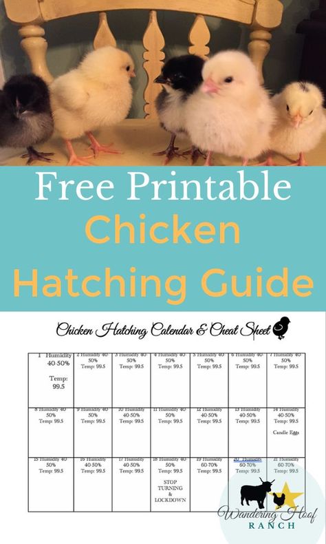 (110) Pinterest Chicken Hatching Calendar, Chicken Eggs Hatching, Best Farm Animals, Incubating Chicken Eggs, Chicken Hatching, Hatching Chickens, Chicken Care, Chicken Farmer, Raising Farm Animals