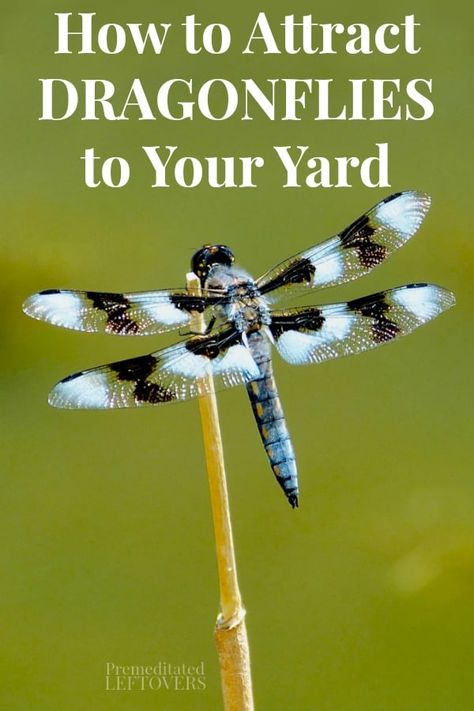 Dragonfly Habitat, Ground Water Feature, Attract Dragonflies, Dragonfly Images, Dragon Flys, Mosquito Larvae, Kill Mosquitos, Pond Water Features, Fly Repellant