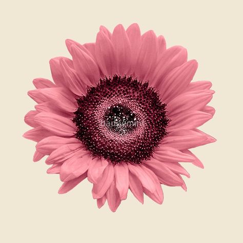 Pink Sunflower Painting, Sunflower Iphone Wallpaper, Giant Sunflower, Pink Sunflowers, Bonsai Seeds, Sunflower Pictures, Herringbone Backsplash, Japanese Maple Tree, Sunflower Wallpaper