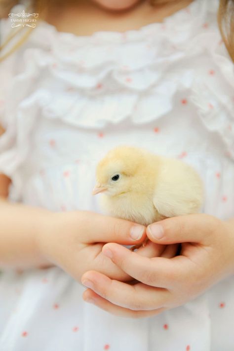 Easter Photoshoot, Easter Blessings, Easter Photos, Spring Baby, Easter Chicks, Baby Chicks, Easter Egg Hunt, Easter Spring, Beautiful World