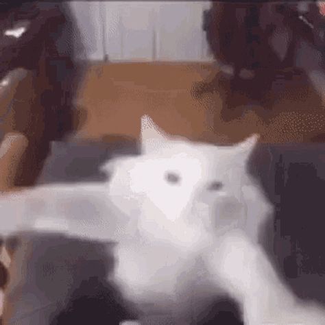 Dancing Cat Gif, White Cat Meme, Happy Cat Gif, Drunk Cat, Jumping Cat, Happy Gif, Cat Talk, Image Cat, Dancing Gif