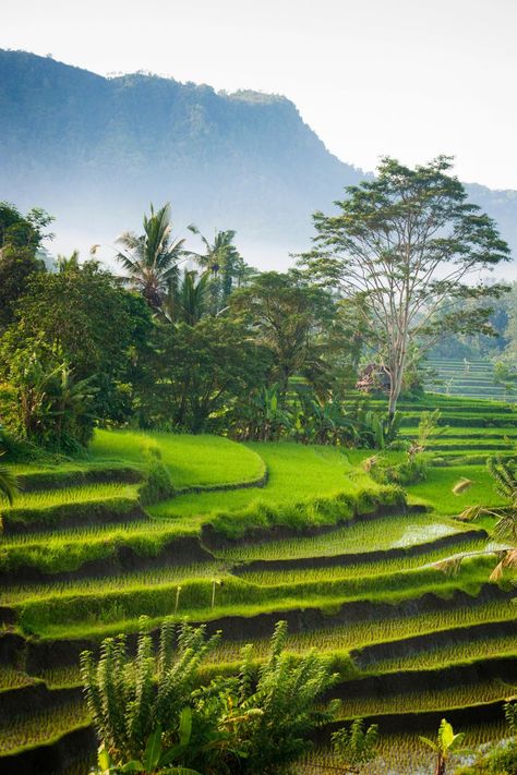 Voyage Bali, Rice Field, Bali Travel Guide, Tropical Destinations, Seminyak, Palawan, Bali Travel, Honeymoon Destinations, Alam Yang Indah