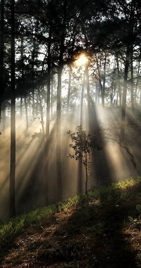 Picture click while shooting my documentary Allegory a tapestry of Guru Nanak's Travels in 9 Nations Meghalaya Photography, Shillong Meghalaya, Sunrise Nature, A Beautiful Morning, Baby Ganesha, Shillong, Divine Light, Forest Trees, Nature Forest