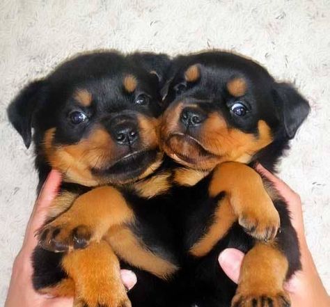 #Rottweiler cuties German Rottweiler Puppies, German Rottweiler, Rottweiler Breed, Rottweiler Love, Crazy Dog Lady, Rottweiler Puppies, Rottweiler Dog, Best Dog Breeds, Dog Breeder