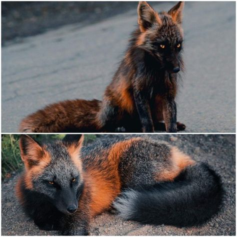 The incredibly majestic Cross Fox is a partially melanistic colour variant of the red fox which has a long dark stripe running down its back. Melanistic Fox Art, Red Fox Cross Type, Fox Shapeshifter, Fox Human Hybrid, Fox Familiar, Fox Breeds, Fox Running, Cross Fox, Raven And Wolf