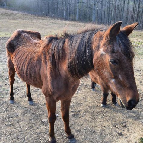 Senior Horse Care, Draft Mule, Saving Animals, Fly Spray, Horse Story, Horse Exercises, Horse Info, Body Condition, Horse Care