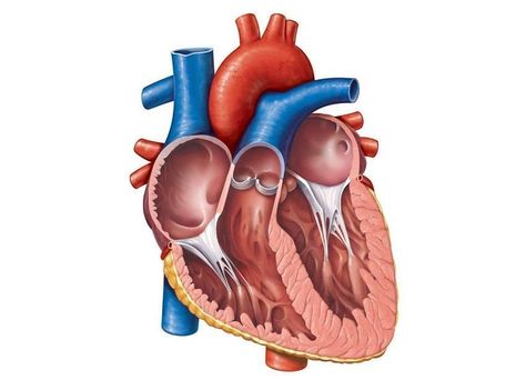 Human Heart Facts, Heart Facts, Human Heart Anatomy, Heart Diagram, Heart Canvas Art, Sistem Pencernaan, Heart Valves, The Human Heart, Heart Anatomy