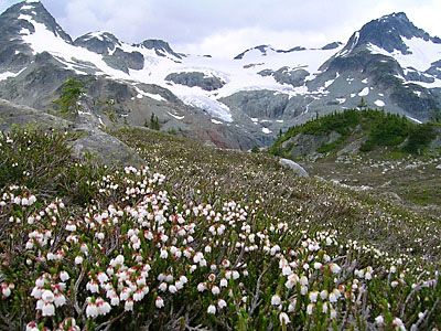 alpine / tundra Taiga Biome Aesthetic, Tundra Biome Project, Warrior Cats Territory, Tundra Aesthetic, Tundra Biome, Reference Background, Biome Project, Elven Kingdom, Biomes Project