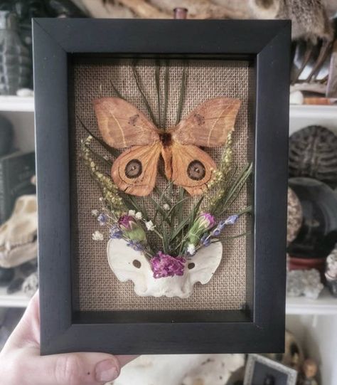 Oddities Crafts, Goblincore Aesthetic Art, Bone Terrarium, Skull Shadow Box Ideas, Bug Display, Bug Pinning, Framed Taxidermy, Pinned Moth Display, Skull Taxidermy Art