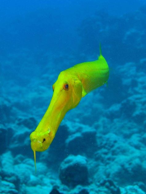 Trumpet fish, red sea. Goofy Fish, Creature Marine, Life Under The Sea, Yellow Fish, Salt Water Fish, Beautiful Sea Creatures, Water Animals, Underwater Creatures, Underwater Life