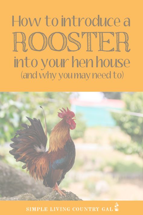 Rooster get a bad rap and because of that some chicken owners are afraid to have them around. Sure there are mean ones but that is not the norm. Learn why you need a rooster and how to add a rooster to your hen house without henpecking. Set up a safe chicken coop DIY. #rooster #backyardchickens #chickens Safe Chicken Coop, Chicken Coop Diy, Bad Chicken, Homesteading Life, Chickens In The Winter, Chicken Owner, Backyard Chicken Farming, Chicken Coop Designs, Hen House