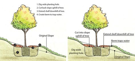 3 Steps to Planting Trees on a Slope Orchard On A Hill, Orchard On A Slope, Tree On Slope, Gardening On A Slope, Hillside Orchard, Hillside Farms, Landscaping A Slope, Landscaping Around Trees, Landscaping On A Hill