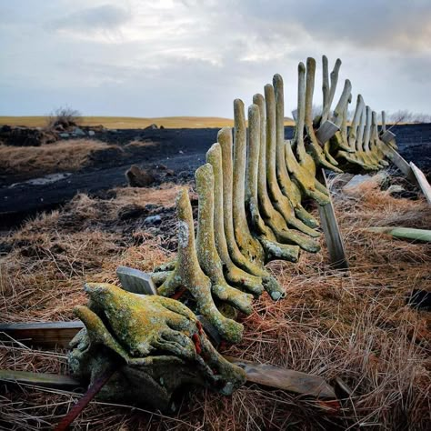 Eerie whale bones outside out hotel in #Iceland. Such an incredible place! Must go back! #holiday #tourist #travel #instagood #whale… Whale Fall, Whale Bones, Whale Skeleton, Whale Song, Back Bone, Giant Fish, Animal Skeletons, Vulture Culture, Orca Whales