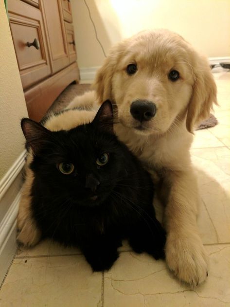 Can Cats and Dogs Communicate With Each Other? Two Dogs And A Cat, Golden Retriever And Black Cat Aesthetic Friends, Dog And Cat Aesthetic, Cat And Dog Aesthetic, Iconic Friendship Duos, Black Cat Golden Retriever Duo, 2 Cats Together, Cute Animal Couples, Cats And Dogs Aesthetic