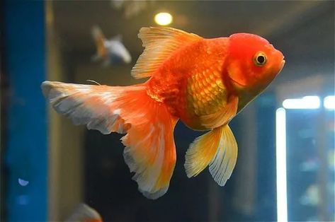 The Complete Guide to Feeding Goldfish - Food Ideas Your Fish Will Love! Goldfish Names, Mosquito Fish, Pets For Kids, Coldwater Fish, Common Goldfish, Black Goldfish, Goldfish Food, Goldfish Aquarium, Pet Goldfish