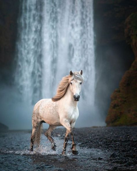 Beautiful Horses Photography, Elegant Horse, Cute Horse Pictures, Iceland Photography, Beautiful Horse Pictures, Mustang Horse, Horse Wallpaper, Icelandic Horse, Horse Aesthetic