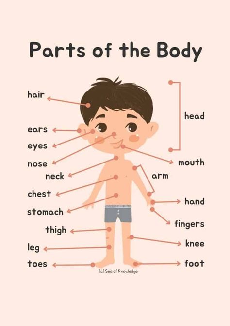 Preschool Language Arts Activities, Preschool Body Theme, Human Body Crafts, Body Parts Preschool Activities, Preschool Language Arts, Shape Songs, Games For Learning, Parts Of Body, Body Parts Preschool