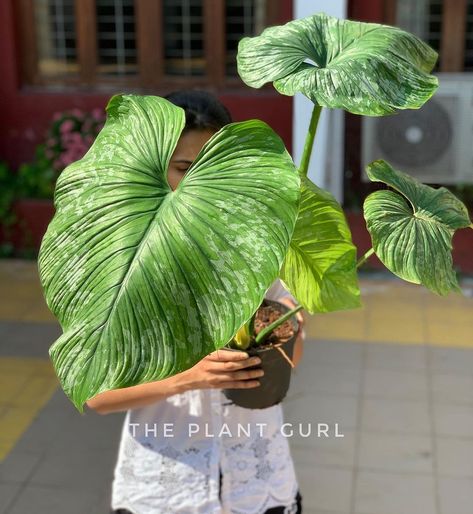 Philodendron Mamei, Wishlist Plants, Plant Goals, The Leaf, The Frame, Green Plants, Plant Leaves, I Can, Dining Room