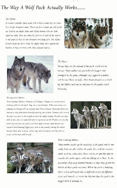 The Way A Wolf Pack Actually Works- I've seen a lot of rumours going round lately about the social structure of wolf packs. Things like they're being a single alpha, the Omega being the lowest rank and elders being left for dead. None of this is true! So I created a brief description of each of the ranks in the wolf pack. None of the images are mine, I do not claim ownership of them, they were used to make this description better. Types Of Werewolves, Wolf Facts, Wolf Pack Name Ideas, Wolf Behavior, Wolf Therian, Wolf Pack Ranks, Werewolf Information, Wolf Pack Ranking, Wolf Ranks