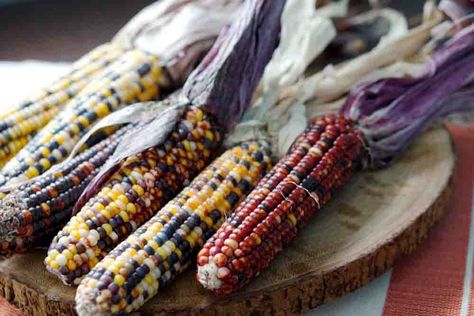 Indian Corn Recipes, Calico Corn, Colorful Corn, Colored Corn, Flint Corn, American Corn, Root Cellars, Trail Food, Indian Cookbook