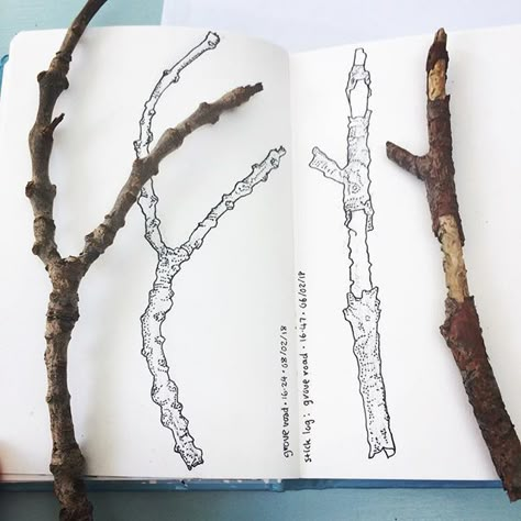 Branch Drawing, Botanical Sketchbook, Pencil Trees, Nature Journaling, Tree Drawings Pencil, Nature Sketch, Nature Drawing, Scientific Illustration, Tree Drawing