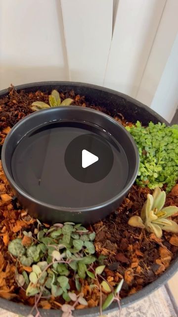 No Mess Dog Water Bowl, Dog Water Bowl, Planter Project, Instagram Dog, Bowl Planter, Dog Water Bowls, Homeward Bound, Dog Bowl, Water Bowl