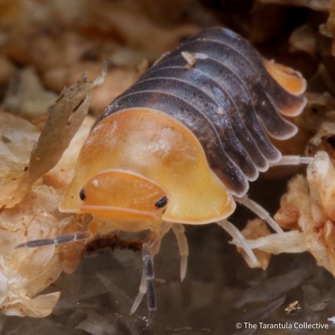 Pill Bugs, Giant Isopod, Pet Tarantula, Rolly Polly, Pill Bug, Cool Bugs, Fantasy Beasts, Lovely Creatures, Creepy Crawlies