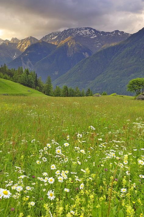 Valley Scenery, Valley Aesthetic, Flower Valley, Meadow Wallpaper, Alpine Landscape, Meadow Landscape, Tyrol Austria, Valley Of Flowers, Spring Meadow