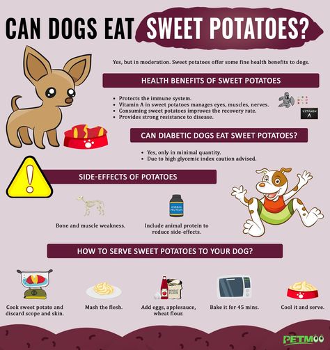 Can Dogs Eat Sweet Potatoes Infographics #petmoo #dogs #dogbreeds #doginfographics #dogseatsweetpotatoesinfographics Can Dogs Eat Carrots, Sweet Potato Benefits, Raw Sweet Potato, Carrot Benefits, Carrot Dogs, Sweet Potato Recipe, Dog Biscuit Recipes, Yummy Sweet Potatoes, Sweet Potatoes For Dogs