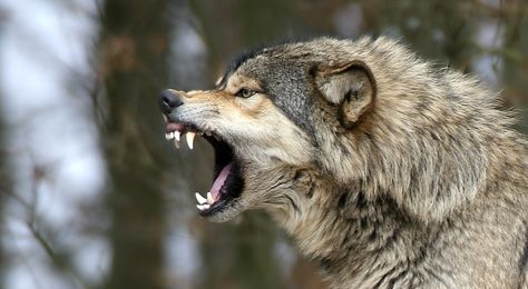 Wolf Growling, Lup Singuratic, Wild Animals Attack, Snarling Wolf, Dog Growling, Angry Wolf, Angry Animals, Animal Attack, Wolf Photos