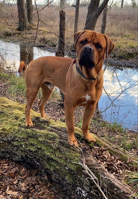 Rottweiler Dogue de Bordeaux french mastiff mix mastweiler solid red Rottweiler crossbred mixed breed 17 months old Red Rottweiler, Old Mansions Interior, Prada Aesthetic, Mastiff Mix, Mastiff Breeds, Chanel Aesthetic, French Mastiff, Rottweiler Mix, Boxer Mix