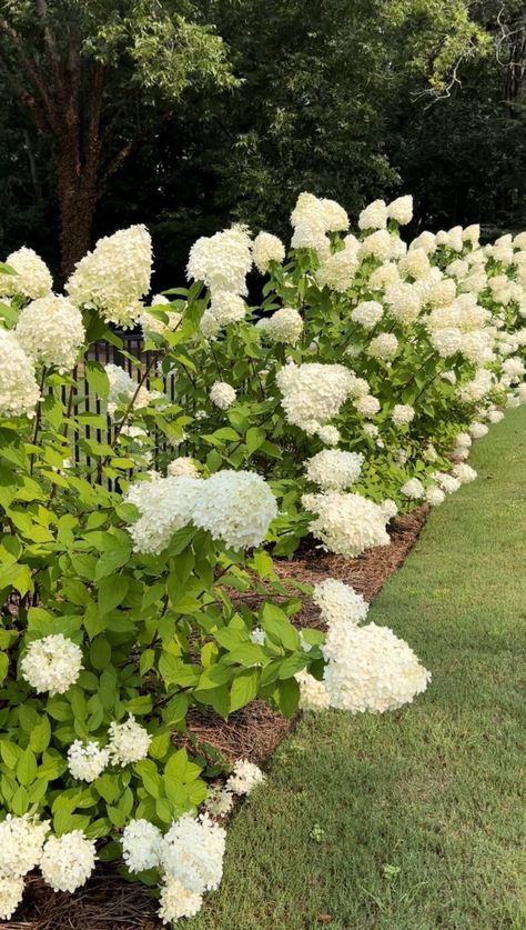 How to Grow Limelight Hydrangeas: Tips for Stunning Blooms - Allie Crowe Little Limelight Hydrangea, Limelight Hydrangea Landscaping, Color Palette Garden, Oak Leaf Hydrangea, Limelight Hydrangeas, Palette Garden, Pruning Hydrangeas, Hydrangea Landscaping, Panicle Hydrangea