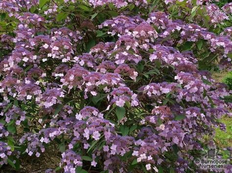 Hydrangea aspersions Hydrangea Aspera, Hydrangea Varieties, Viburnum Opulus, Humulus Lupulus, Rose Garden Design, Hydrangea Quercifolia, Plants Uk, Small Shrubs, Planting Hydrangeas