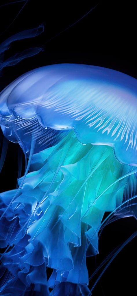 Deep Effect Wallpaper Iphone, Bioluminescent Deep Sea Creatures, Bioluminescence Wallpaper, Bioluminescence Creatures, Wallpapers Jellyfish, Bioluminescent Fish, April Prompts, Luminescent Jellyfish, Deep Sea Aesthetic