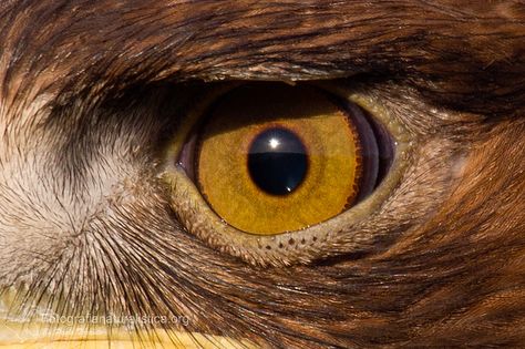 Eagle Eyes, Different Animal Eyes, Eagle Eye Drawing, Eagle Reference Photo, Animal Eye Photography, Hawk Eye, Golden Eagle Aesthetic, Hunger Games Drawings, Golden Eagle Photography