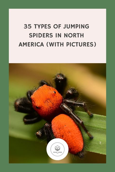 35 Types of Jumping Spiders in North America (with Pictures) Types Of Jumping Spiders, Magnolia Green, Types Of Spiders, Spider Species, Leaf Beetle, Jumping Spiders, Jumping Spider, Spiders, North America